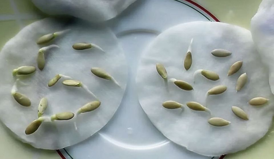 Как долго сохраняются семена: мифы и реальность