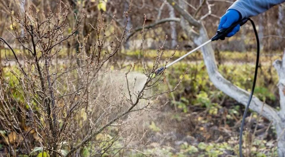 Эффективные органические способы защиты сада от зимующих вредителей