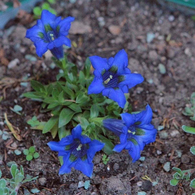 Горечавка: кусочек неба на клумбе