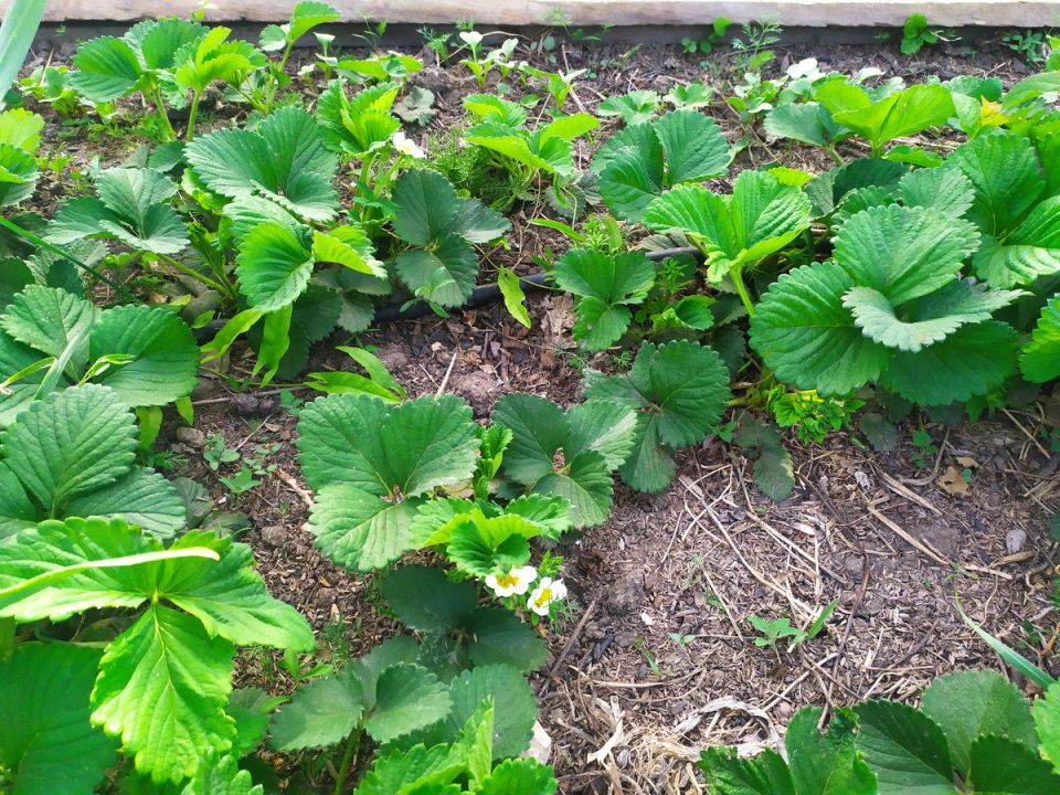 Янтарная кислота: секреты применения для здоровья растений на даче