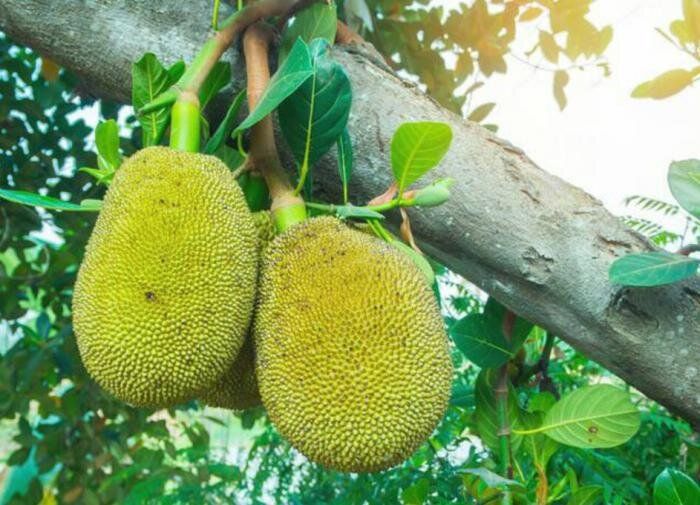 В Индии найден джекфрут весом рекордные 51,7 кг