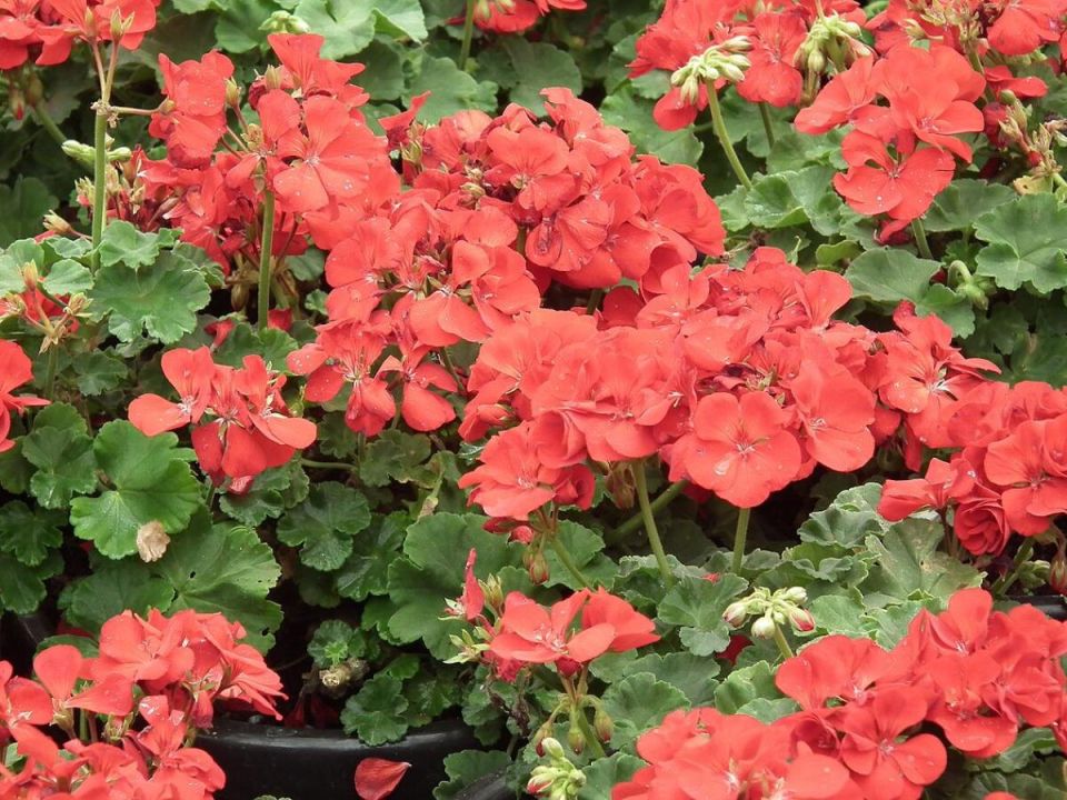 Одна специя, и герань цветет как никогда: секреты ухода