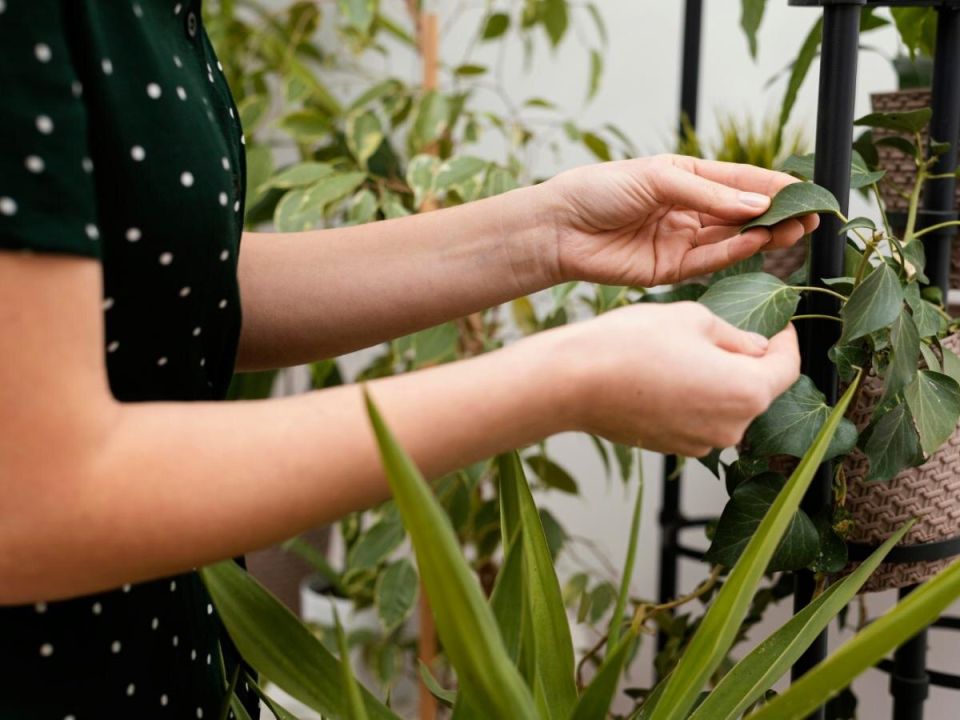 Как спасти комнатные растения после поломки: поэтапное руководство для садоводов