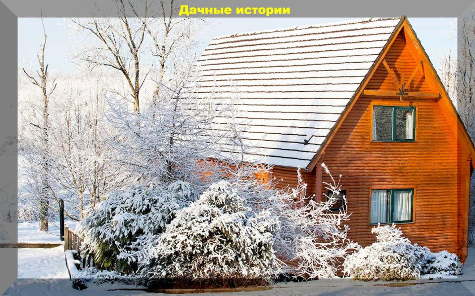 Декабрьская забота о растениях: что нужно знать садоводам