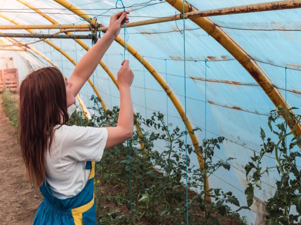 Как сквозняк в теплице может стать секретом здоровья растений