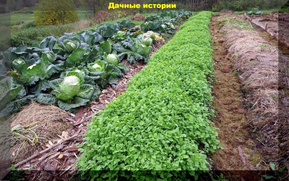 ��������: �������� �������� ��� ������ �������