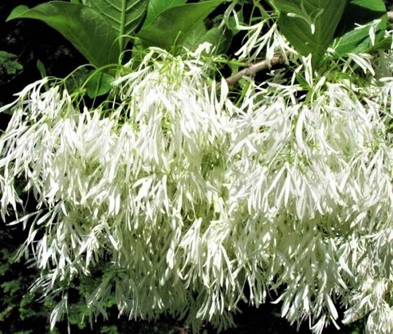 Снежное дерево в вашем саду: восхитительное цветение хионантуса