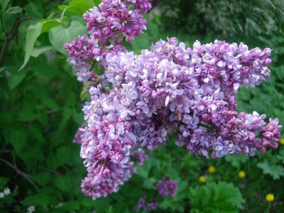 ��� ���������� ��������� �������� ������ � ��������� ������