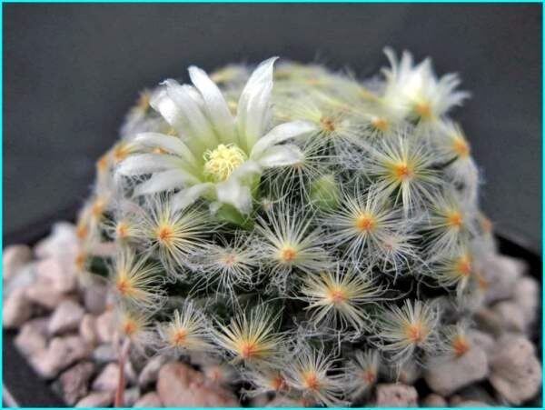 ������� ������� �����: ���������� ��� �������� �����������