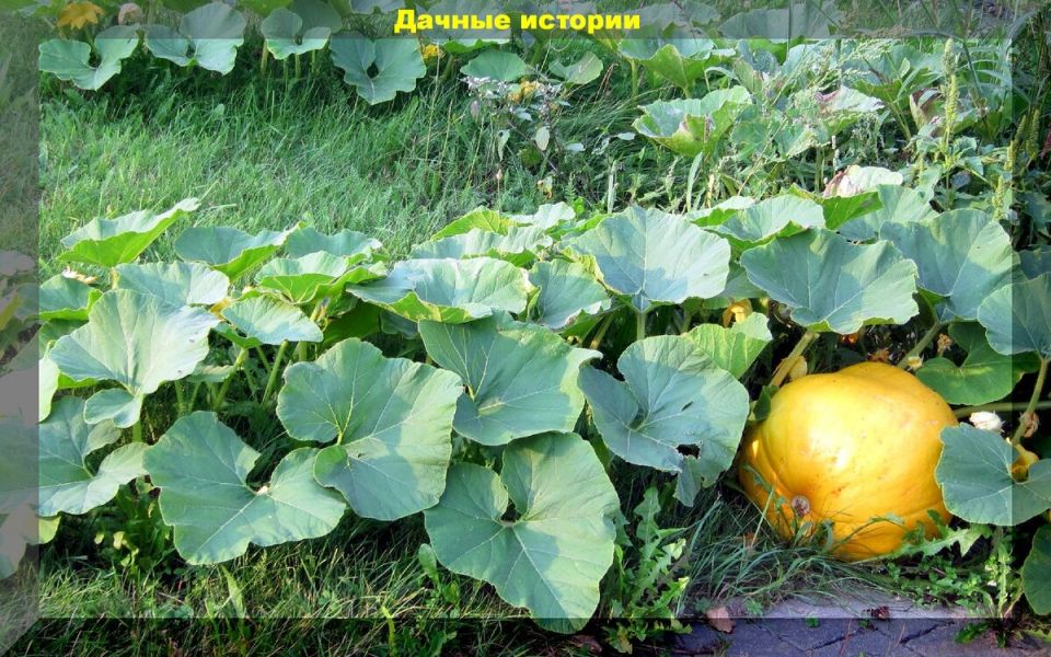 Как вырастить сладкую и крупную тыкву: секреты формирования завязей