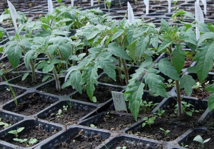 ��� ����������� ������ ������� � ������: ������� ��������� ������