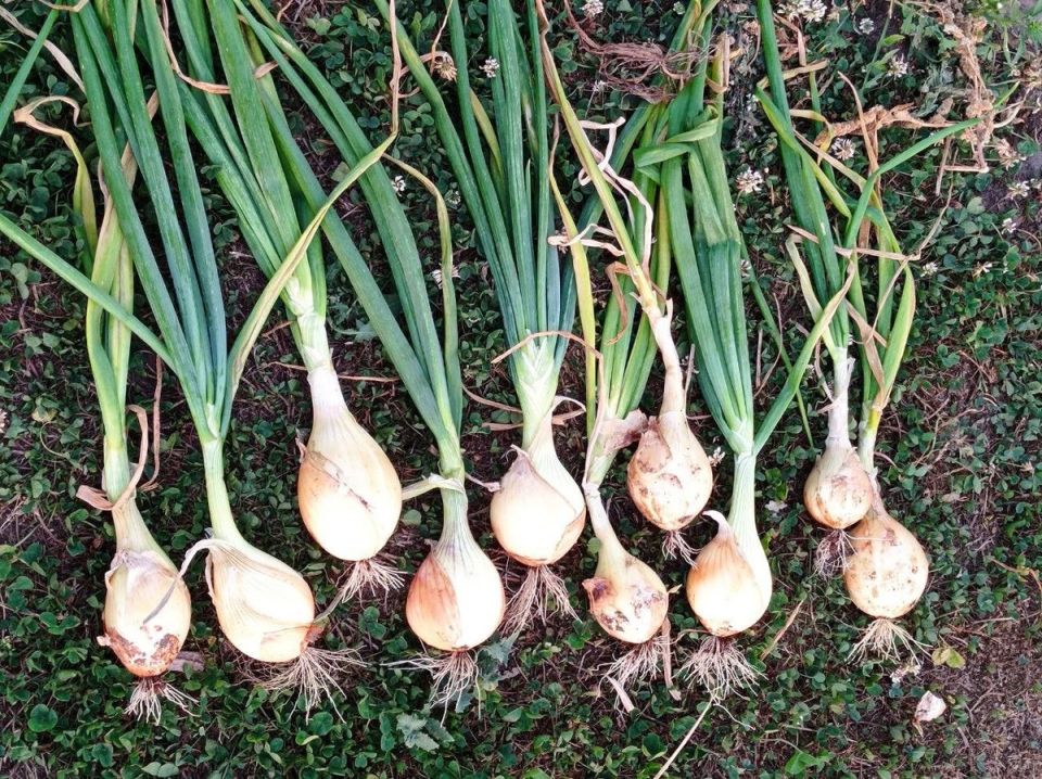 ������������ ������ ����: ��� ����� �������� ������?