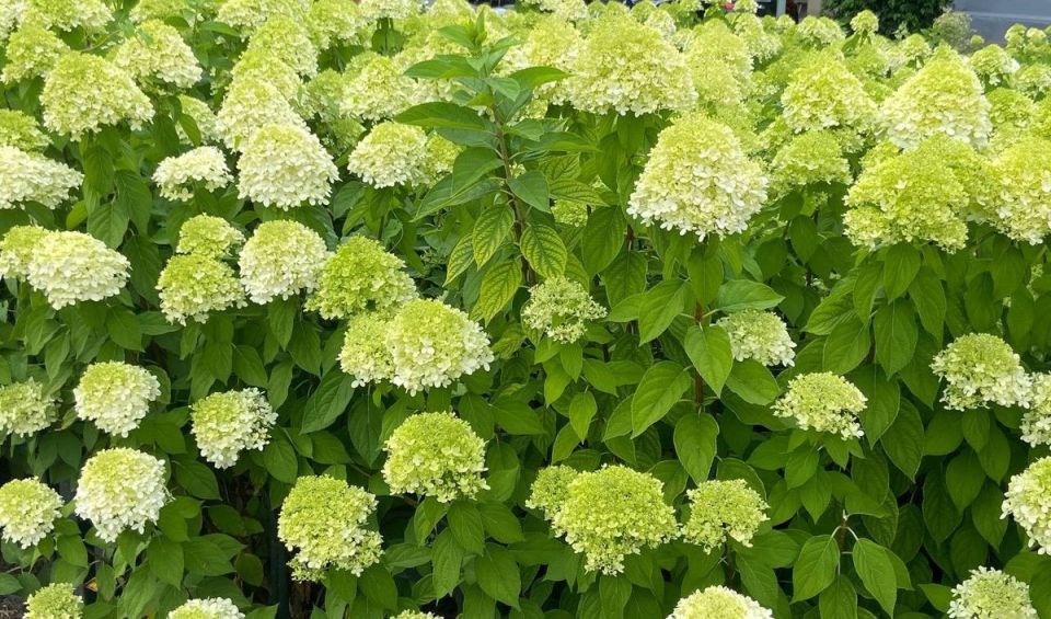 Зимняя подкормка гортензий в августе: важные нюансы, о которых стоит знать