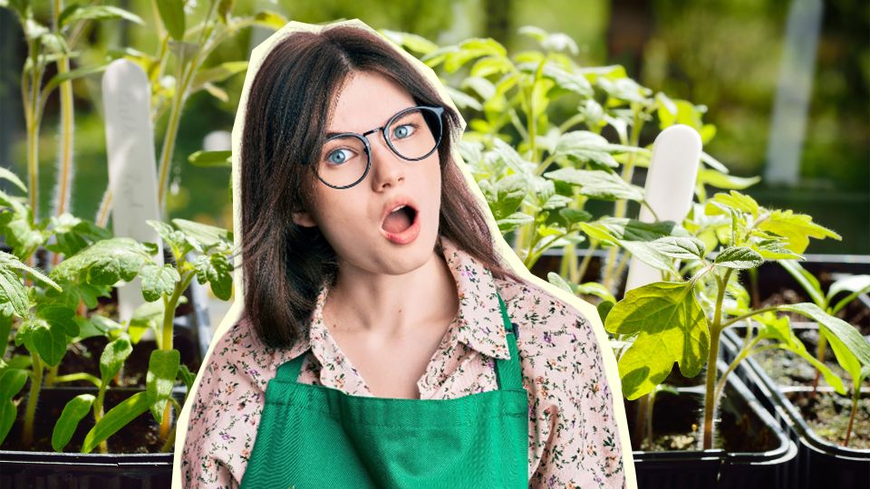 ������� 6 �����: ������� ������� ��������, ���� �������� ��� �������