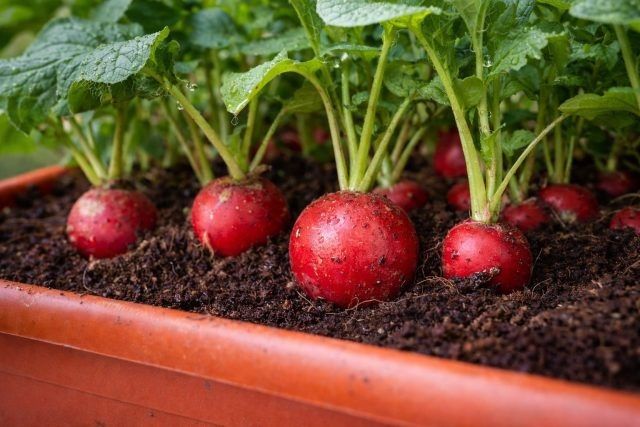 ����� �� �����������: ������� ��������� ����������� � �������� ��������