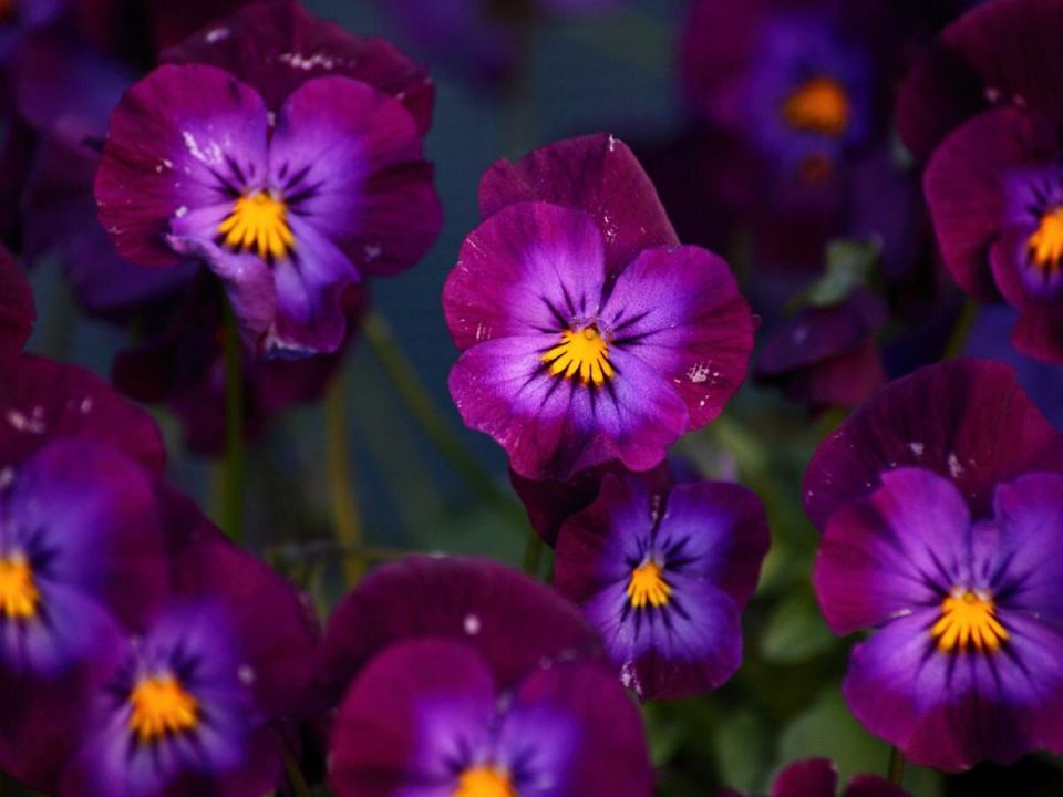 ������� �����, ������� ��������� ������: �������� ���������� �������� ��� �����