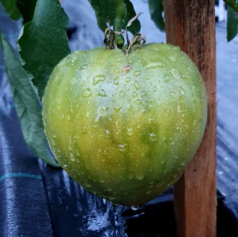 ����� ������ ������ ���������: ����������� ������� ���� � ������������� �������