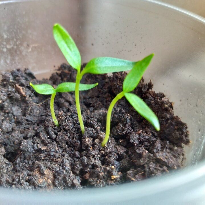 Зачем хранить грунт для рассады разумно и как это влияет на рост