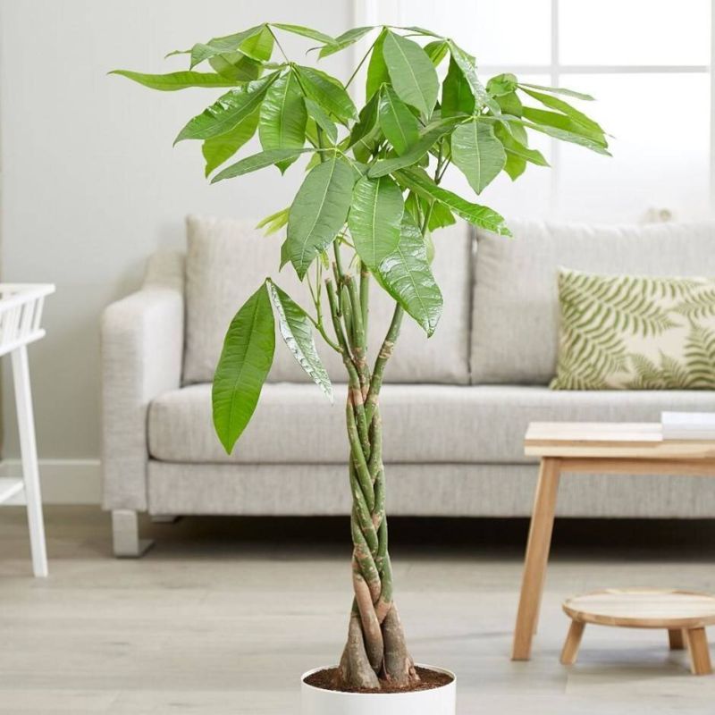 �������� ������ �� ���-���: ��� ��������� �������� �������� � �������� � ������������ �����