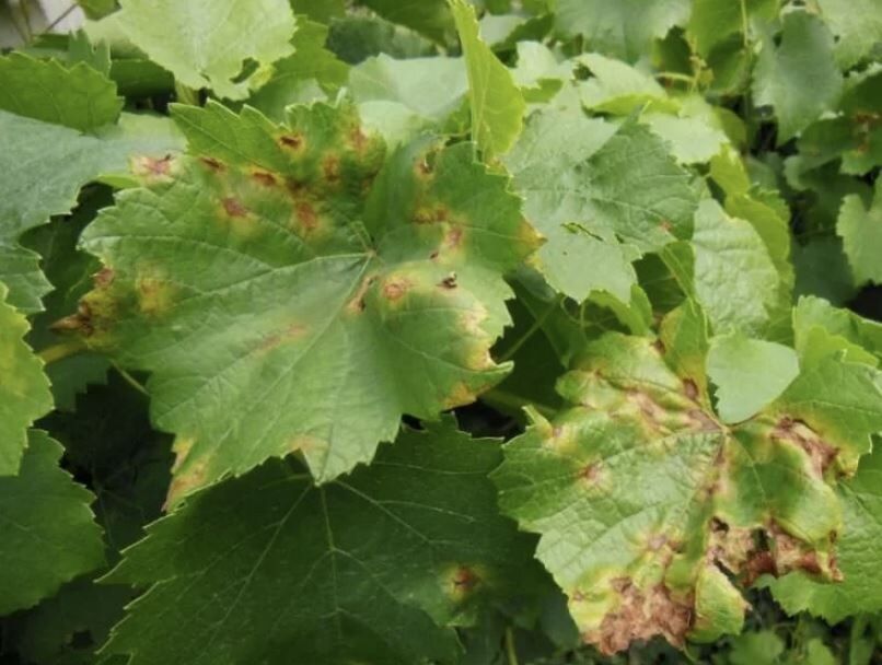 Эффективные методы защиты винограда от мильдью: рекомендации экспертов