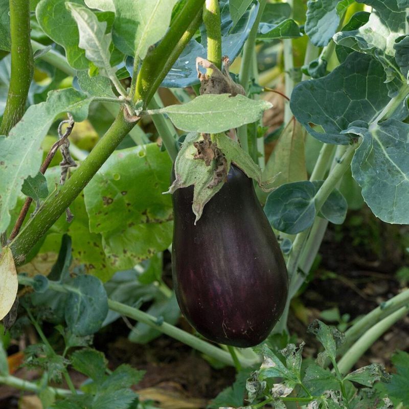 ��������� ����������: ������� ��� ������� ������