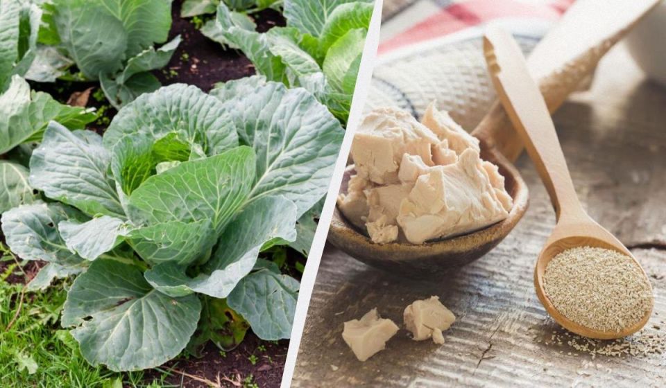 ������� �������� � ��� ���� �������: ������� ��������� ���������