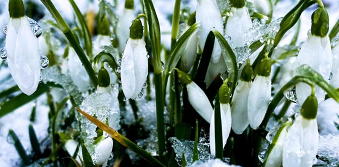 ��� ������� �������� ��� ������� ���: ������ ��� ������ ���������