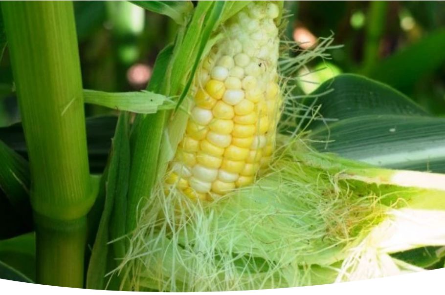 ��� ��������� ��������: �� ������ ������ �� �������� ������