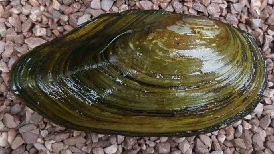 Опасные эксперименты: как речные моллюски могут стать источником отравления