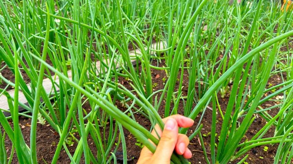 ��������� ������ ������������ � ������ �������� � ��� ������ ������ �����