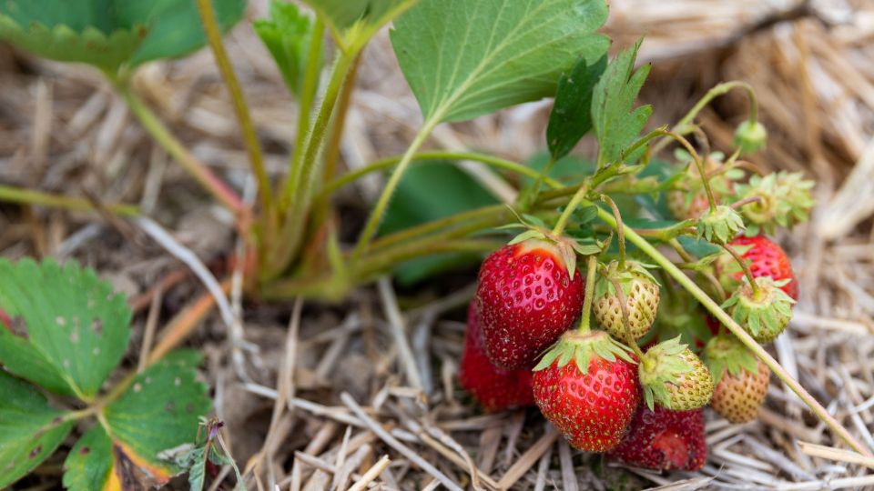 �������� ������ �� ����� �������� �� �����: ������ ����� �������� ���� ������