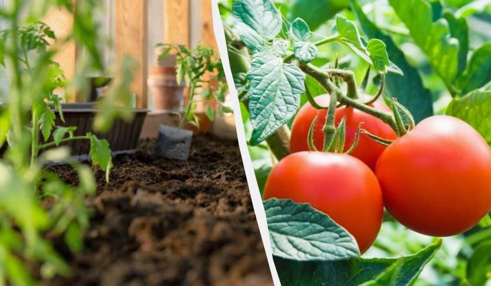 ����� ������ �������� �� ������� � 2025 ����