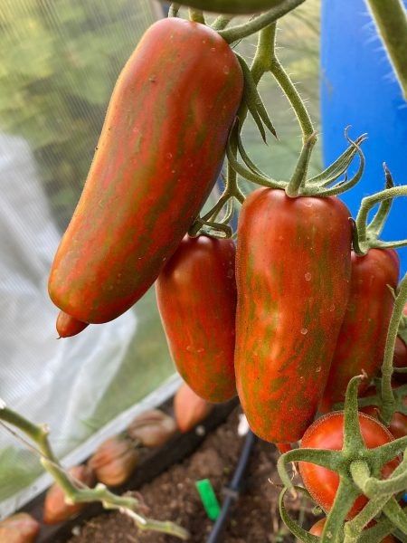 Гном Восстание Боксера: миниатюрный гигант вашего огорода