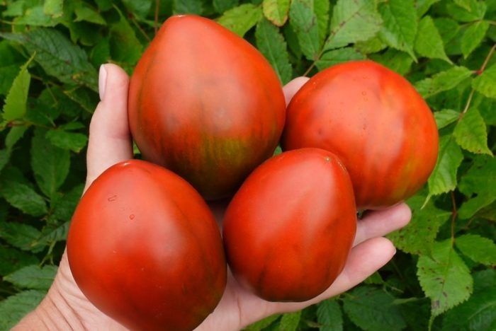 Томат Большой черный волонтер: тайны урожайного сорта с восхитительным вкусом