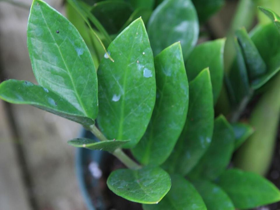 Замиокулькас в доме как дневной пик внимания и уютной практичности