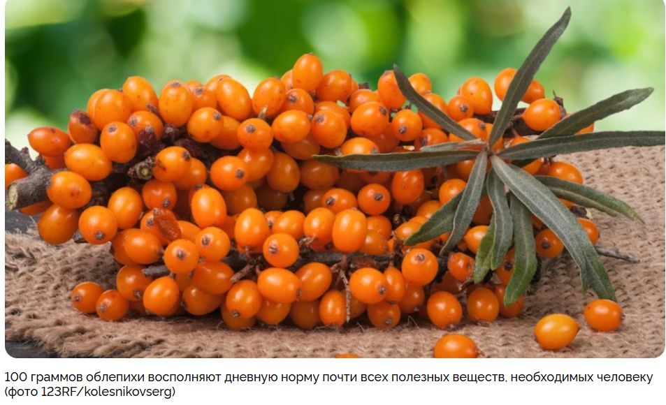 Заготовка облепихи на зиму: простые и полезные рецепты