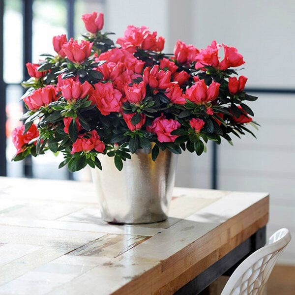 Пять ярких комнатных растений, которые будут радовать цветением круглый год