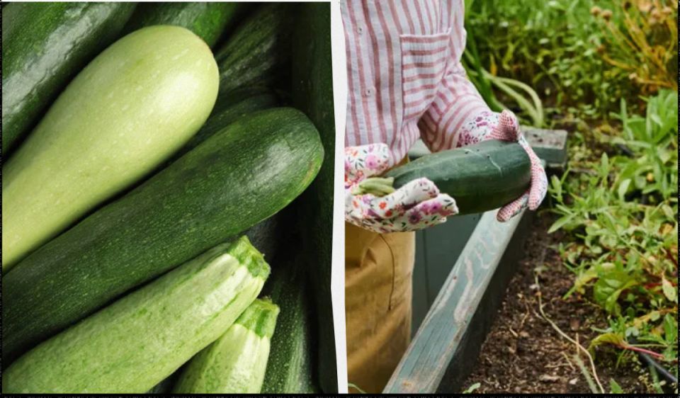 Как продлить плодоношение кабачков до заморозков: 5 домашних подкормок и простой план на неделю