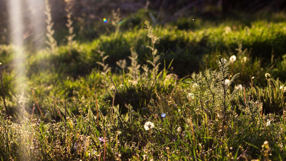 Можжевельник: сокровище кухни и здоровья