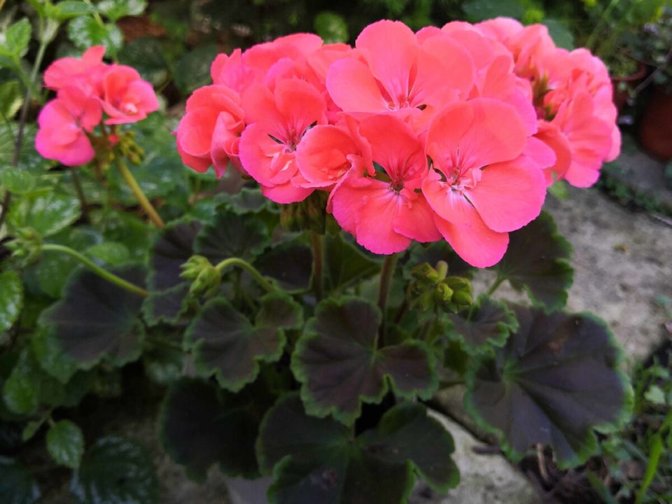 Как правильно подкормить герань после пересадки в открытый грунт