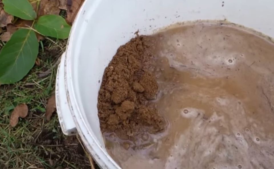 Как простая болтушка из глины сделает вашу капусту крепче на 100%