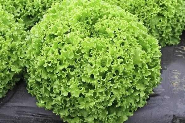 ������ ����� ����� ������ � ����� ����������� �����������