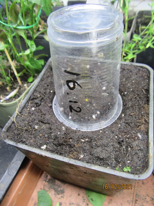 Как вырастить множество ампельных петуний из одного семечка