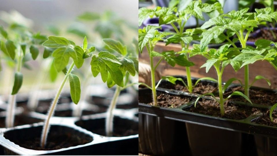 Как всего за 15 рублей вырастить крепкие саженцы без дорогих удобрений