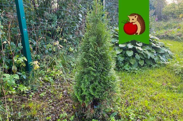 Как вырастить самые привлекательные туи: секреты идеального ухода