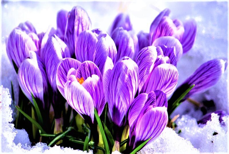 Весна на горизонте: нежеланные переживания и тревоги современных людей