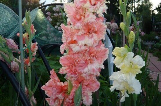 Гладиолусы: посадка и уход в открытом грунте