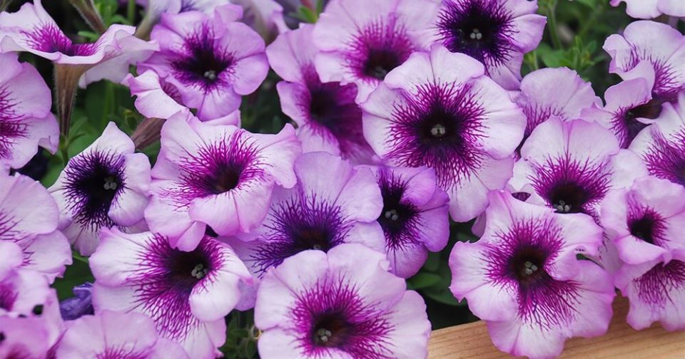 Петунии: секреты посева и ухода за ярким цветком