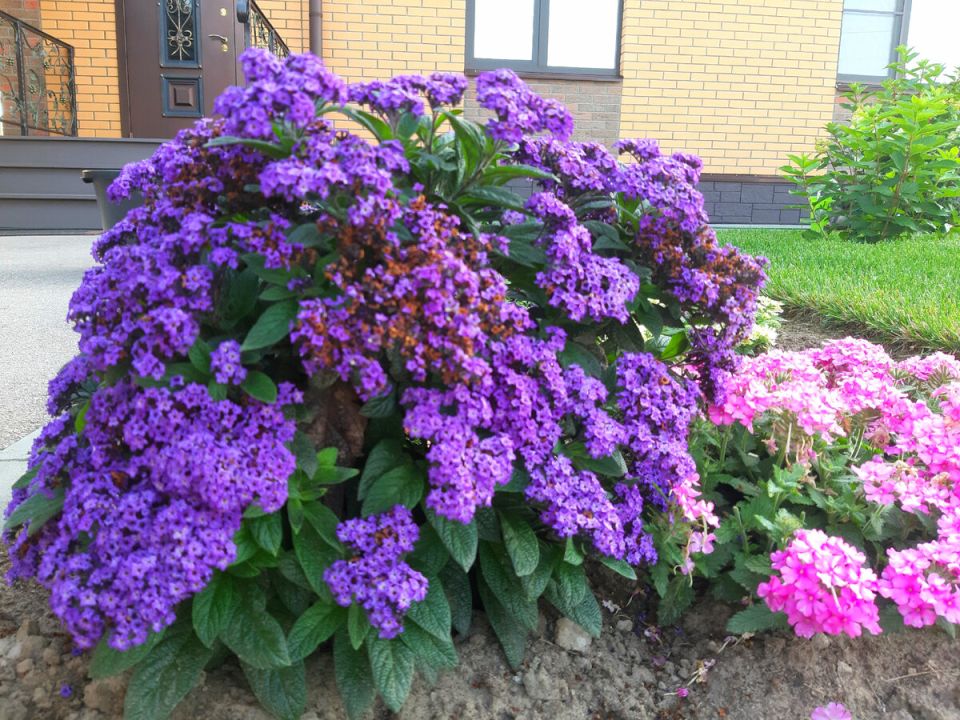 Гелиотроп: Ароматный Праздник Цветов