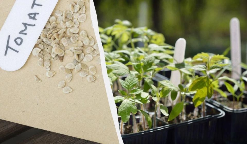 Как замачивание семян помогает томатам и перцам: секреты успешного старта